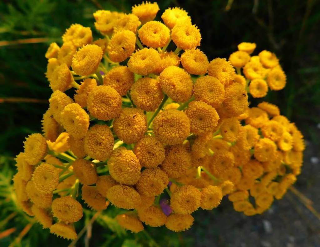 Клопы в квартире и доме: как избавиться самостоятельно раз и навсегда эффективными средствами