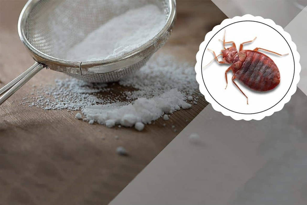 Клопы в квартире и доме: как избавиться самостоятельно раз и навсегда эффективными средствами