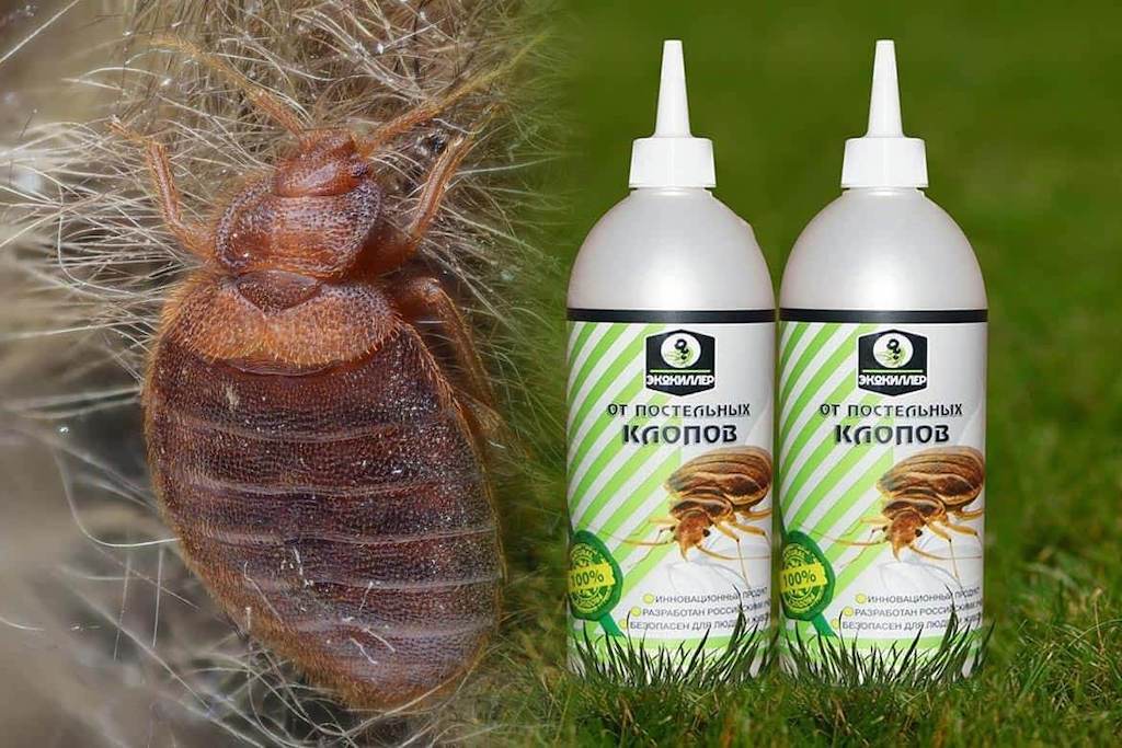 Клопы в квартире и доме: как избавиться самостоятельно раз и навсегда эффективными средствами