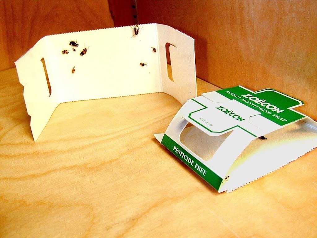 Клопы в квартире и доме: как избавиться самостоятельно раз и навсегда эффективными средствами