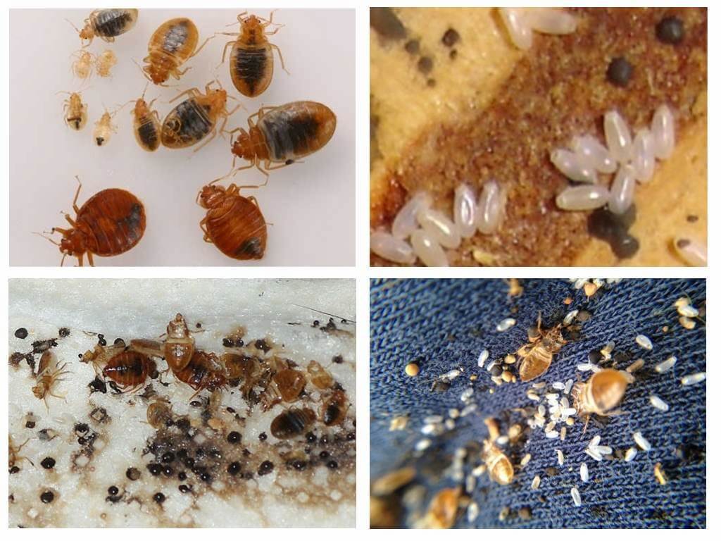 Клопы в квартире и доме: как избавиться самостоятельно раз и навсегда эффективными средствами