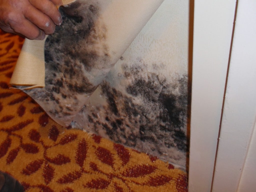 Как в домашних условиях почистить ковер (палас): лучшие подручные средства