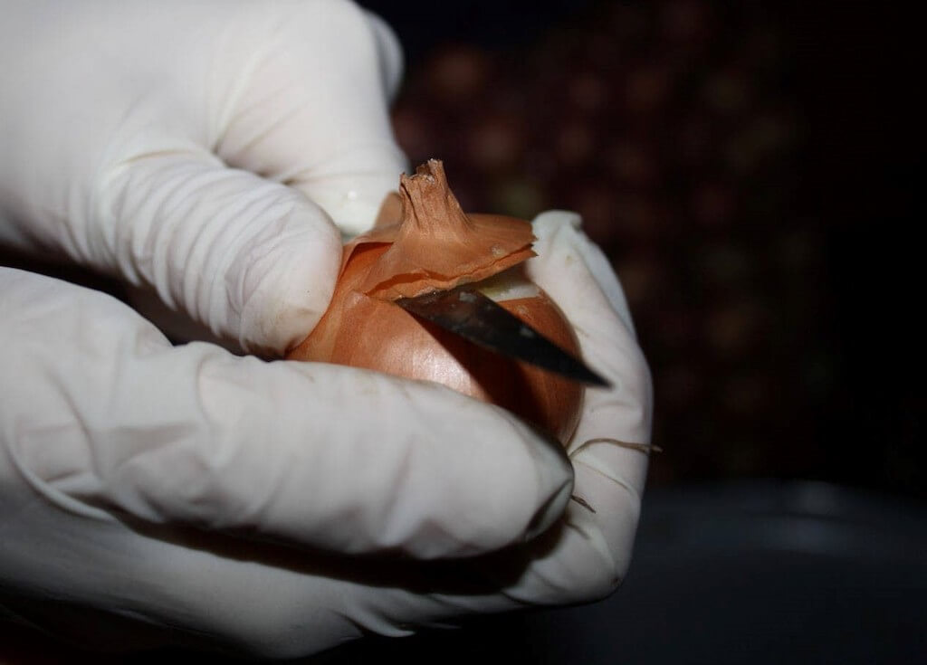 Как посадить зеленый лук дома на подоконнике: 7 способов