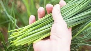 Шнитт-лук: выращивание из семян на подоконнике