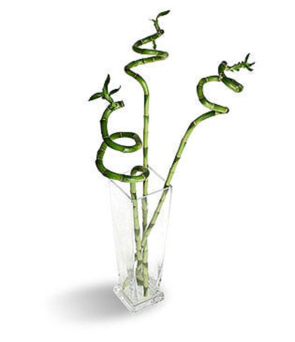 Что поставить в вазу, кроме цветов: 35 идей с фото в интерьере