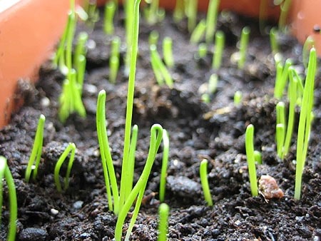 Шнитт-лук: выращивание из семян на подоконнике