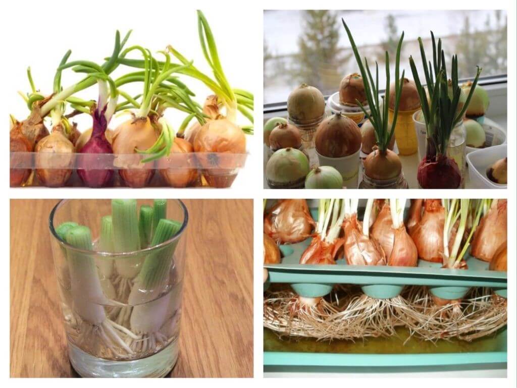 Как посадить зеленый лук дома на подоконнике: 7 способов