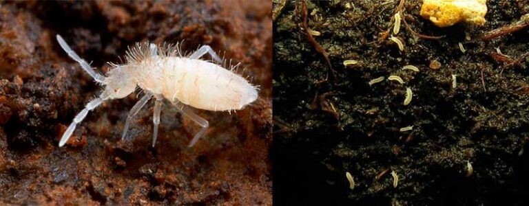 Незваных гостей за дверь: как вылечить комнатные растения от мошек