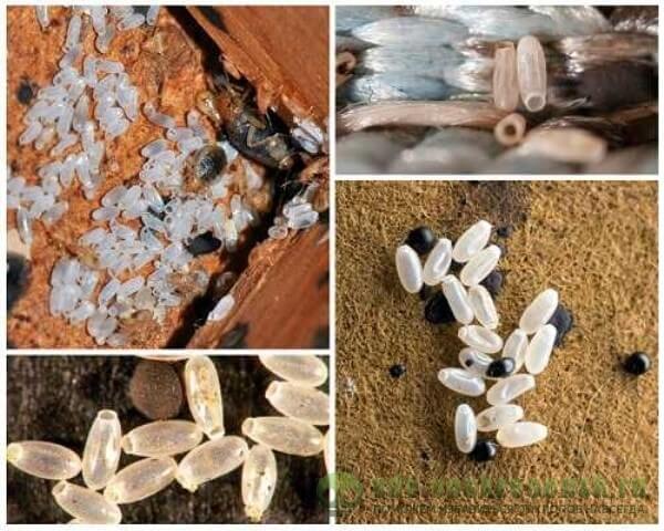 Клопы в квартире и доме: как избавиться самостоятельно раз и навсегда эффективными средствами