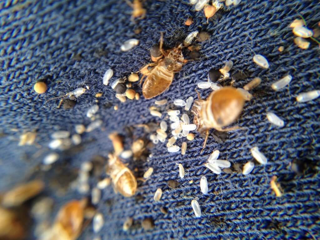 Клопы в квартире и доме: как избавиться самостоятельно раз и навсегда эффективными средствами