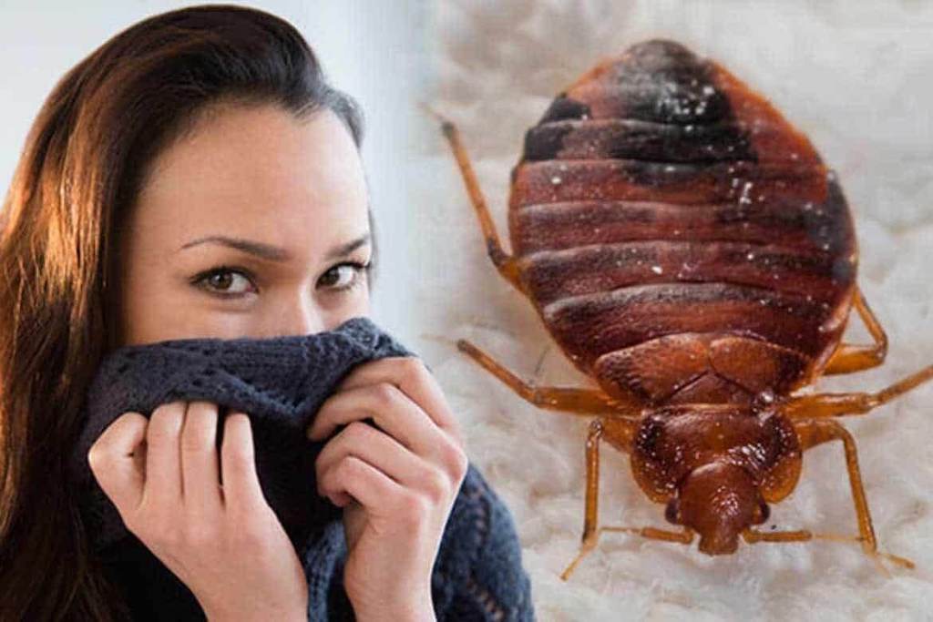 Клопы в квартире и доме: как избавиться самостоятельно раз и навсегда эффективными средствами