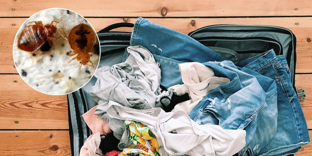 Клопы в квартире и доме: как избавиться самостоятельно раз и навсегда эффективными средствами