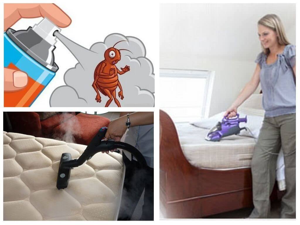 Клопы в квартире и доме: как избавиться самостоятельно раз и навсегда эффективными средствами