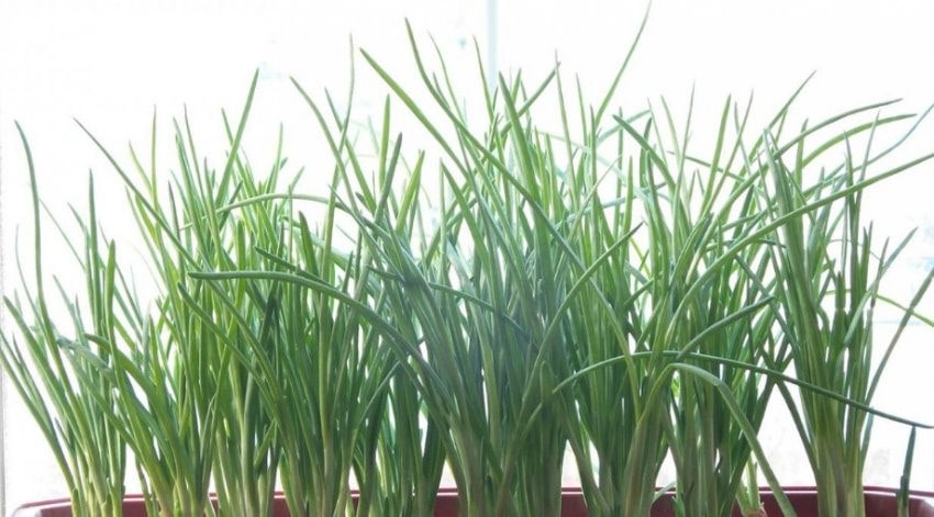 Шнитт-лук: выращивание из семян на подоконнике