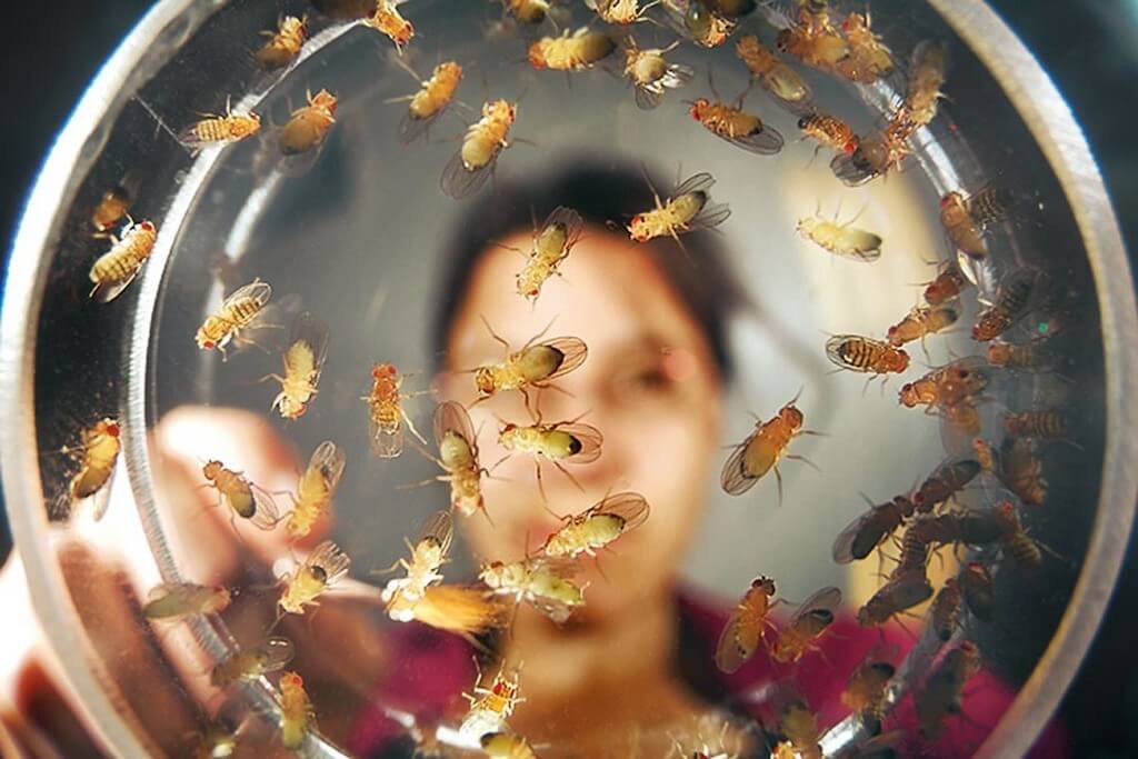 Откуда берутся мошки в квартире и как быстро избавиться от наглых гостей?