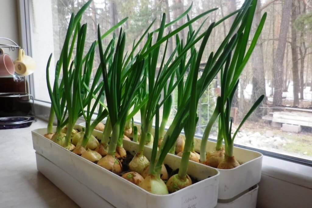 Как посадить зеленый лук дома на подоконнике: 7 способов