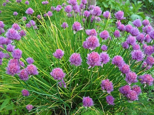 Шнитт-лук: выращивание из семян на подоконнике