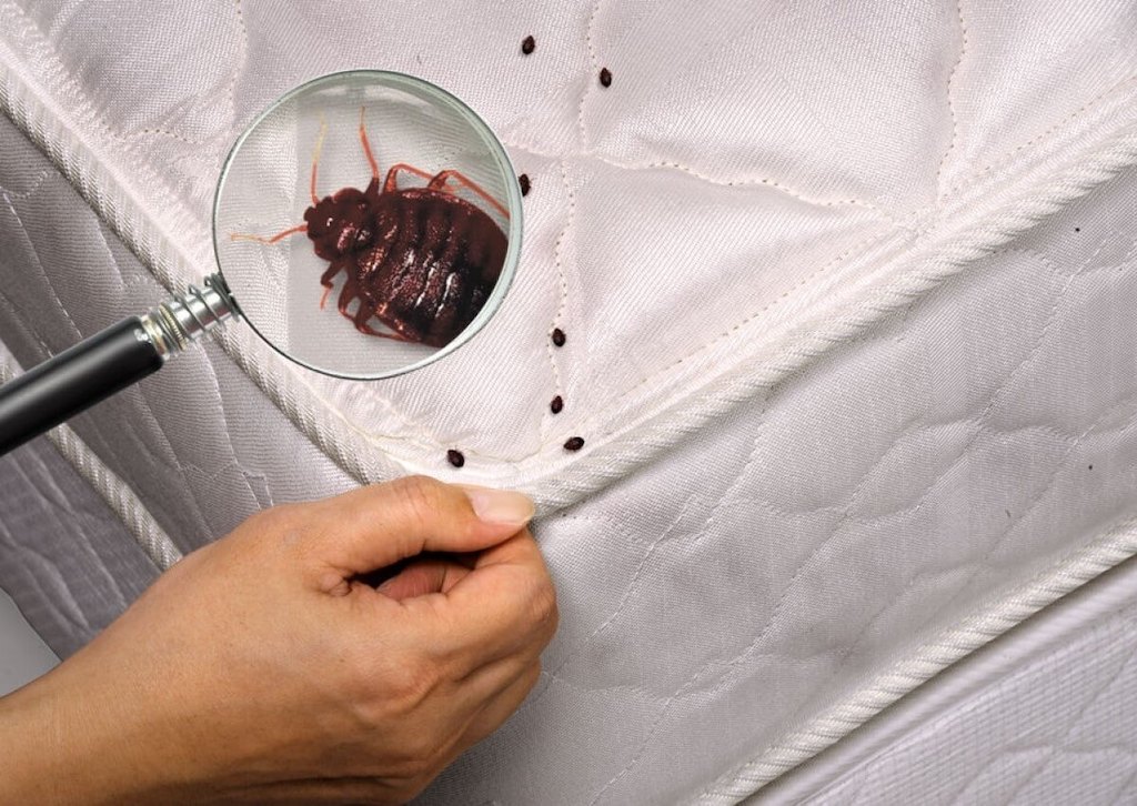 Клопы в квартире и доме: как избавиться самостоятельно раз и навсегда эффективными средствами